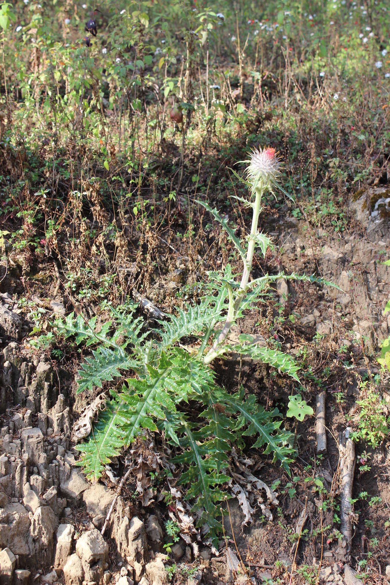 Image of Cirsium ehrenbergii Sch. Bip.