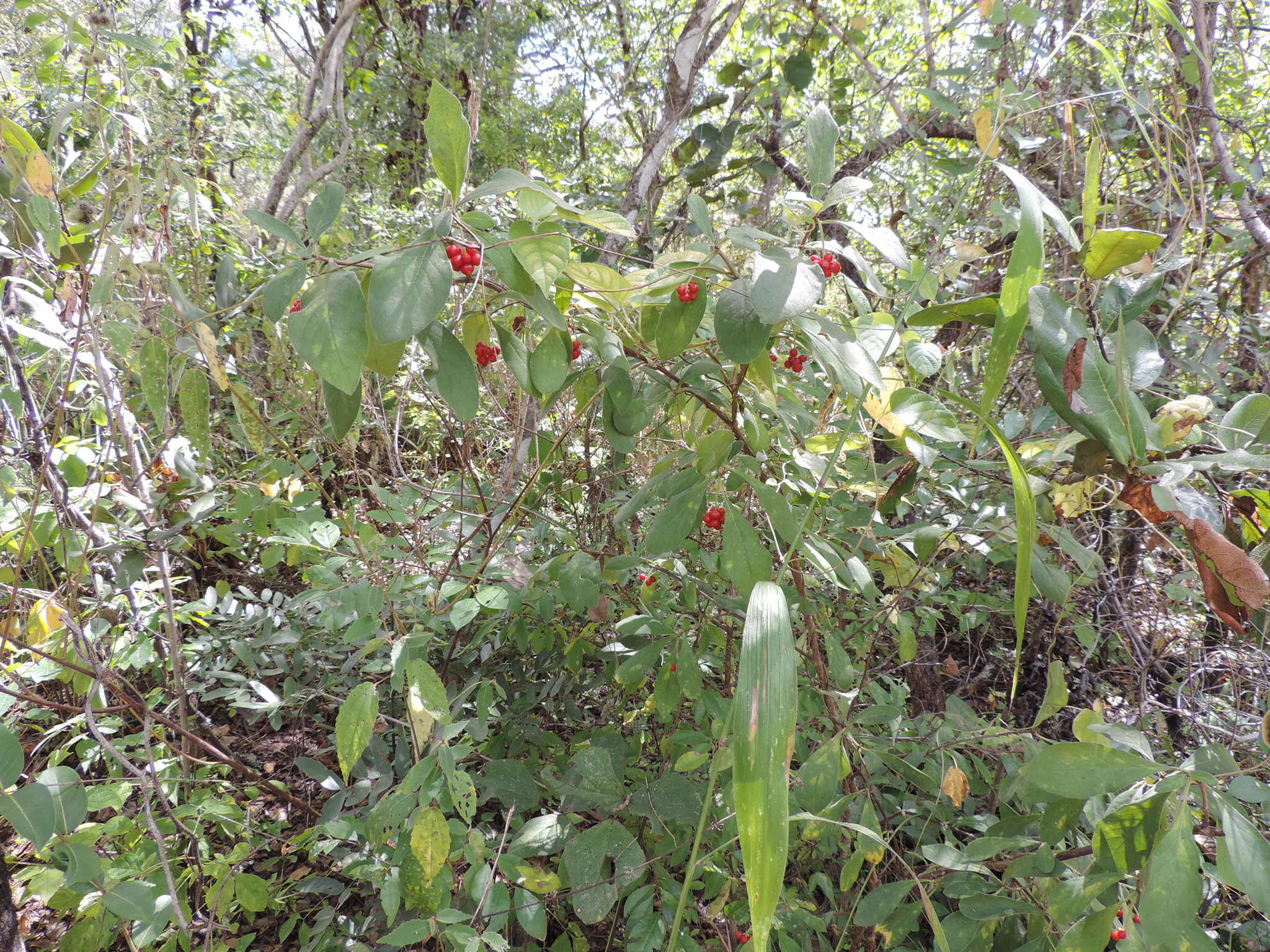 Image of Psychotria punctata var. punctata