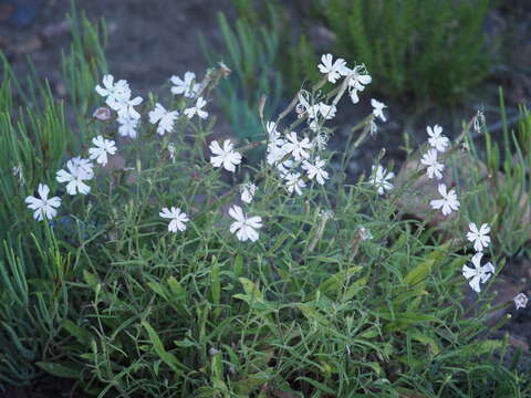 Image of Gunpowder plant