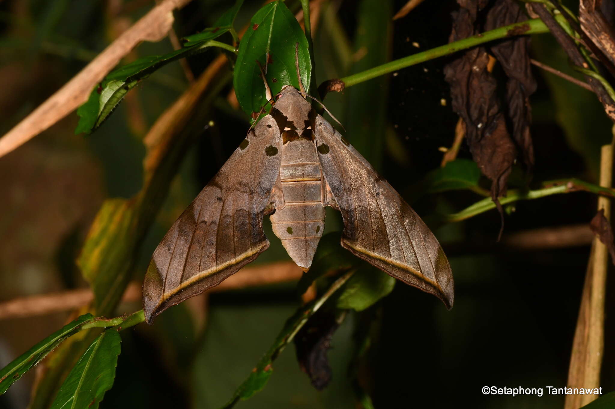 Image de Ambulyx sericeipennis Butler 1875