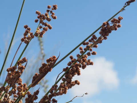 صورة Cannomois parviflora (Thunb.) Pillans