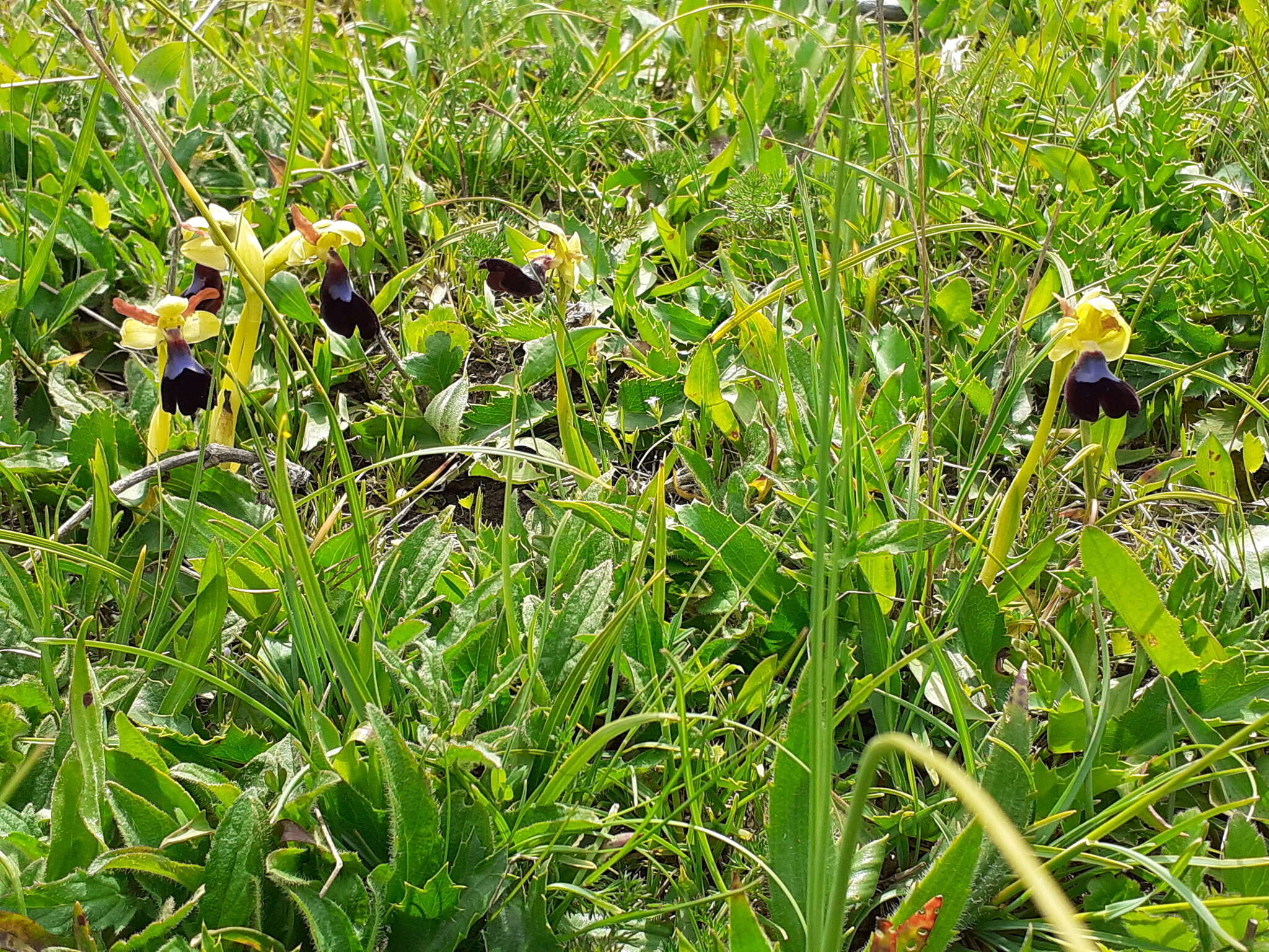 صورة Ophrys atlantica Munby