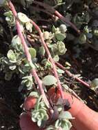 Image of beach saltbush