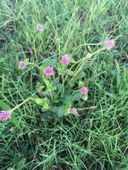 Gomphrena nealleyi Coult. & Fischer. resmi