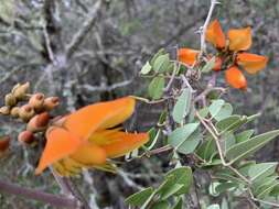 Plancia ëd Erythrina breviflora DC.