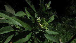 Image of Solanum oblongifolium Humb. & Bonpl. ex Dun.