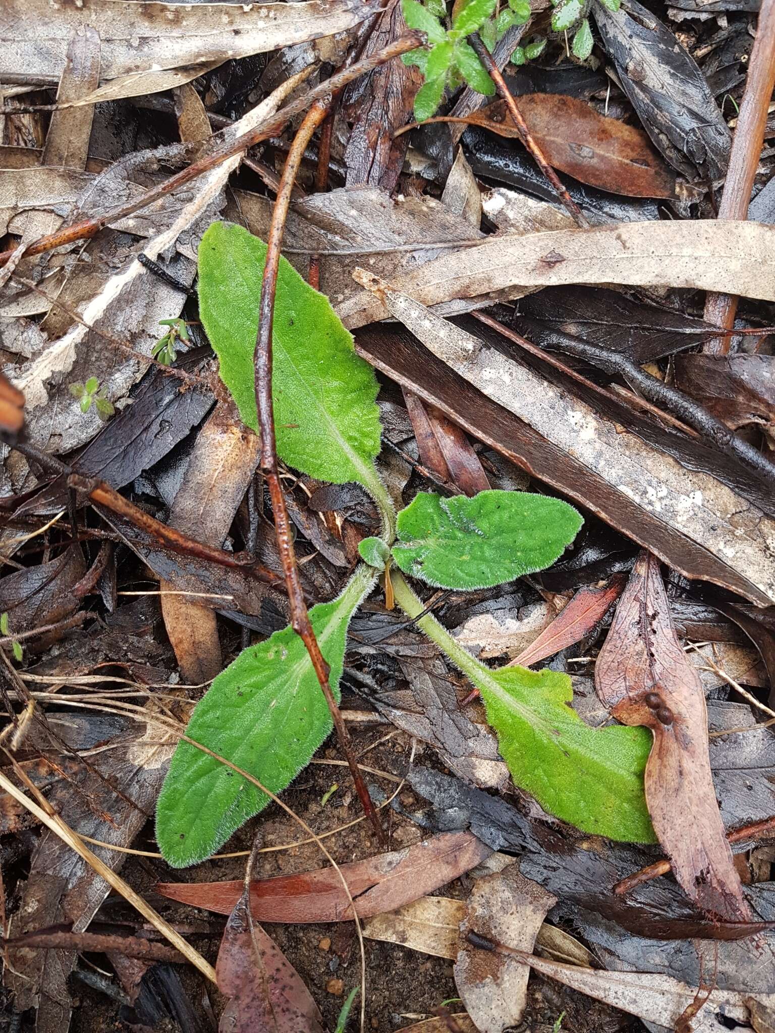 Plancia ëd Cymbonotus preissianus Steetz