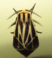 Image of Nais Tiger Moth