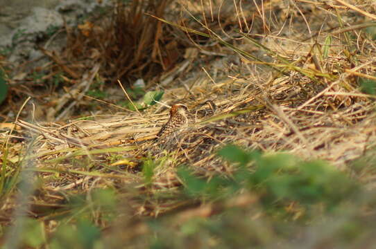 Image of Veracruz Wren