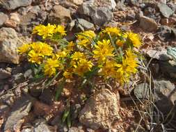 Imagem de Pectis angustifolia Torr.