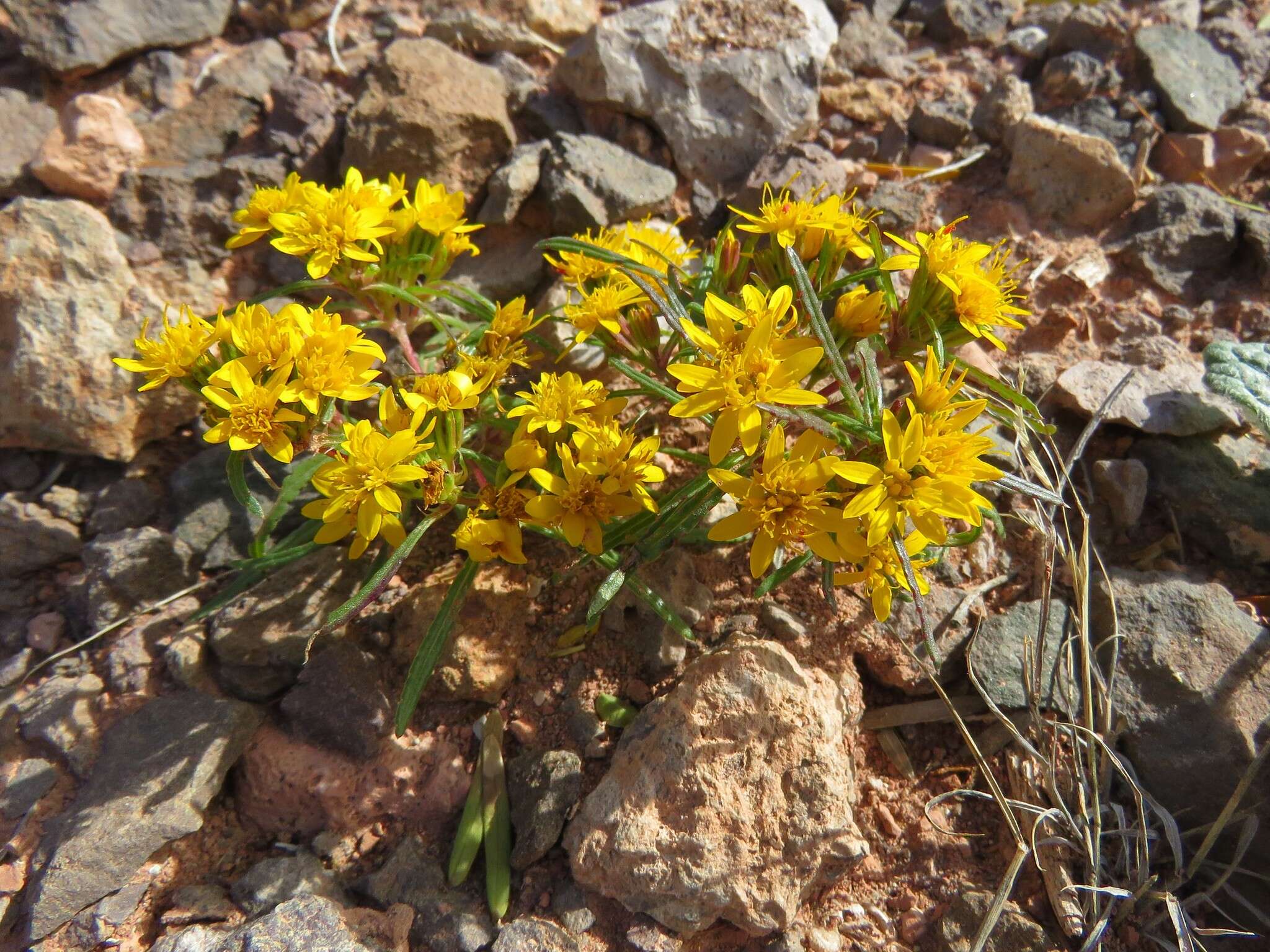 Imagem de Pectis angustifolia Torr.