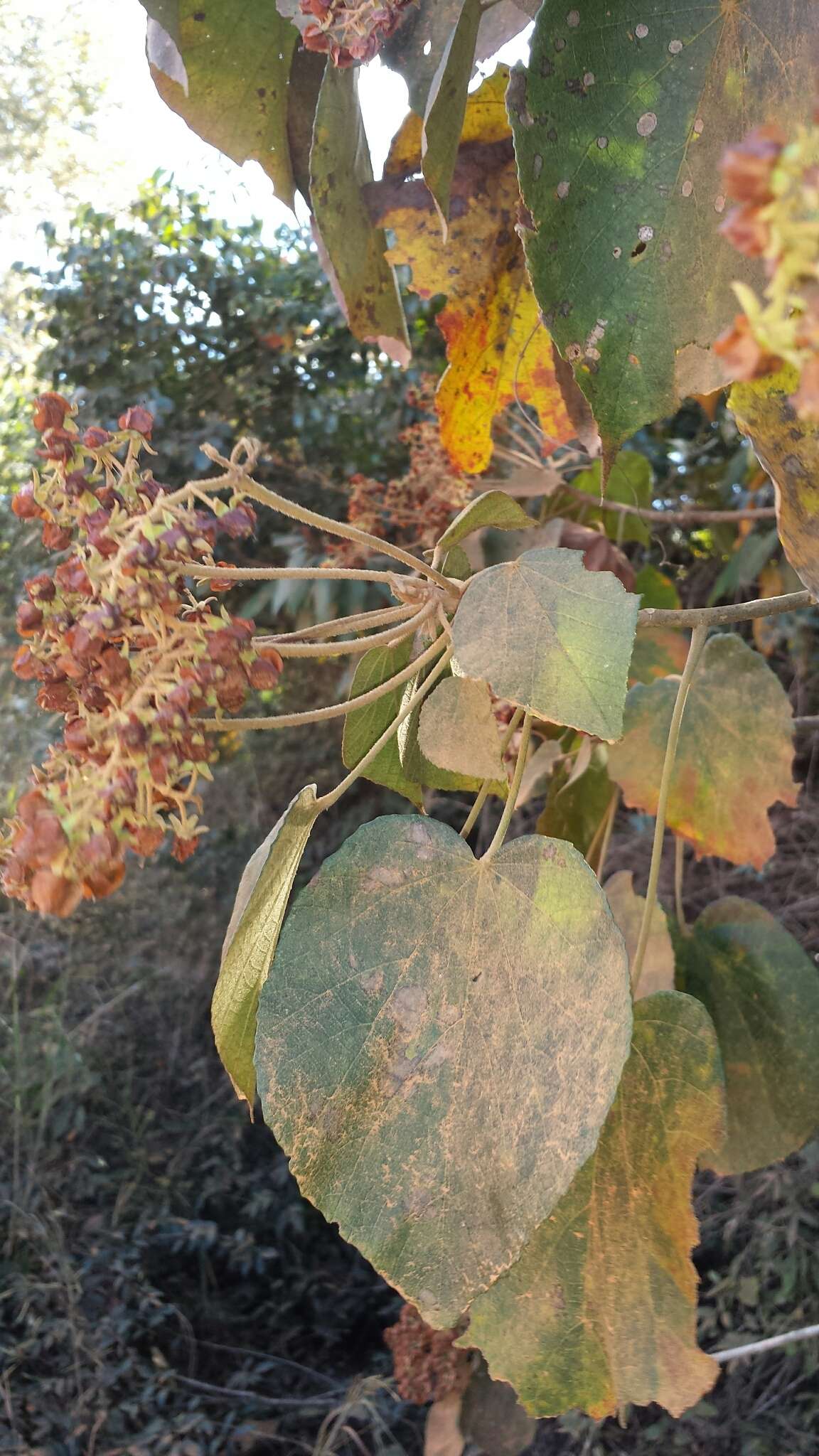 Image of Dombeya hildebrandtii Baill.