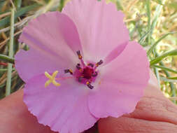 Image of glandular clarkia