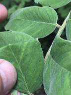 Image of Panicled Indigo-Bush