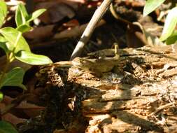 Image of Sceloporus aeneus Wiegmann 1828