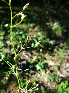 Image de Scrophularia marilandica L.