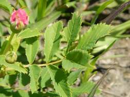 Image of prairie rose