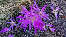 Image de Colchicum montanum L.