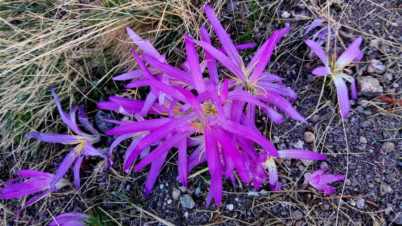 Image de Colchicum montanum L.