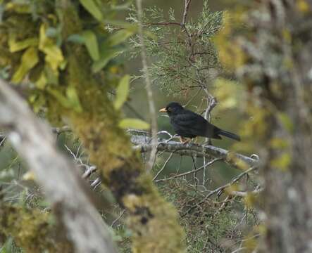 Turdus infuscatus (Lafresnaye 1844)的圖片