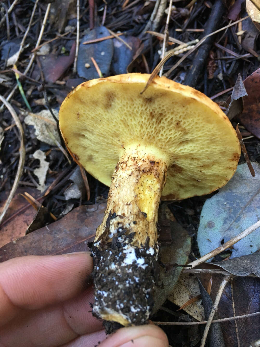 Image of Suillus caerulescens A. H. Sm. & Thiers 1964