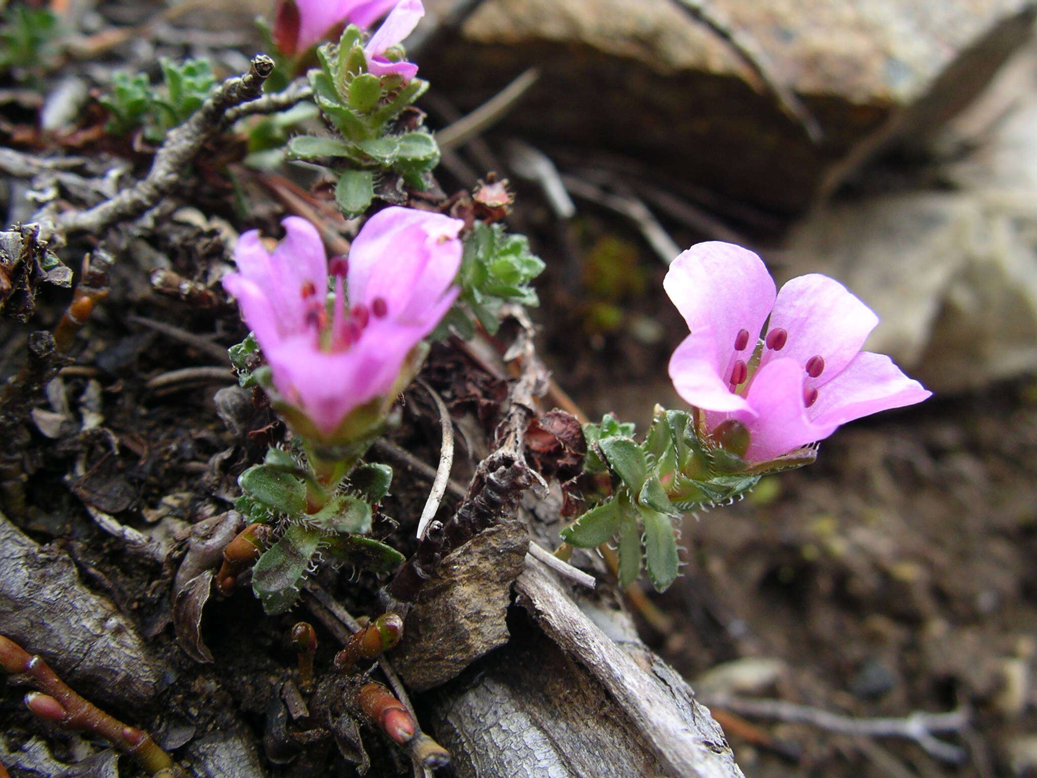 Image of Saxifraga oppositifolia subsp. paradoxa D. A. Webb