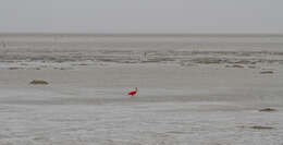 Image of Scarlet Ibis