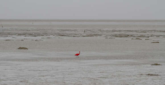 Image of Scarlet Ibis