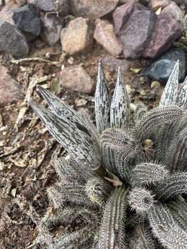 Image de Ceropegia barklyana Bruyns