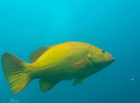 Image of Gulf Grouper