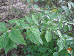 Image of sawleaf buckthorn