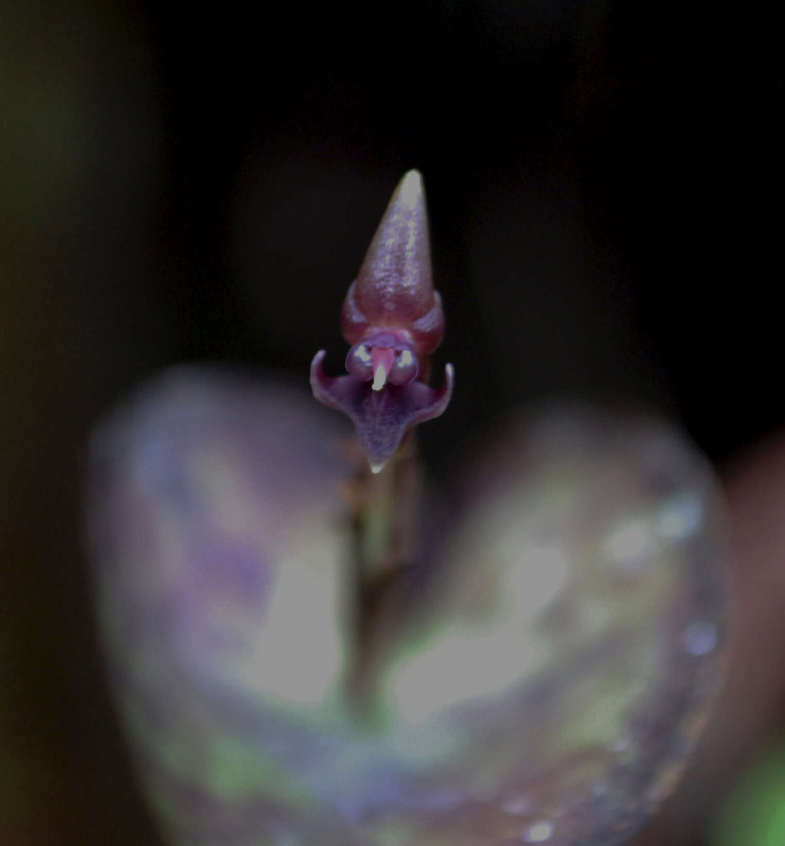 Image of Pleurothallis peculiaris Luer