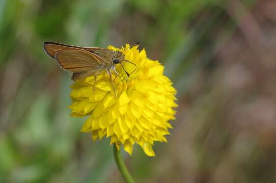 Image of Meske's Skipper