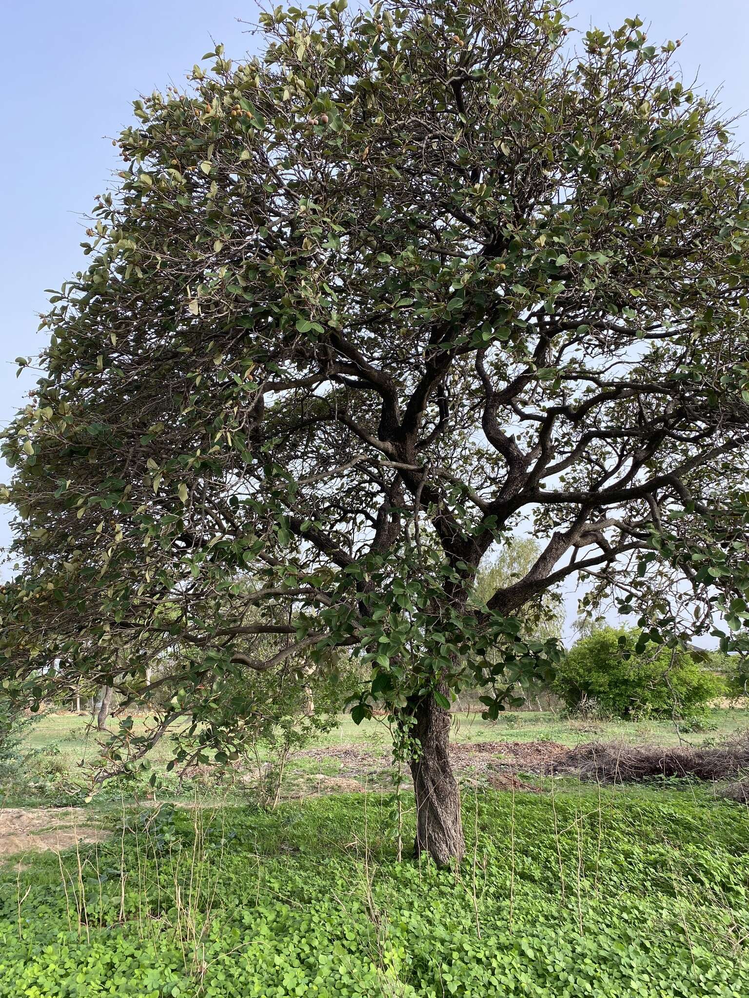 Neocarya macrophylla (Sabine) Prance ex F. White resmi