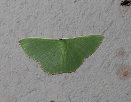 Sivun Chrysochloroma megaloptera Lower 1894 kuva