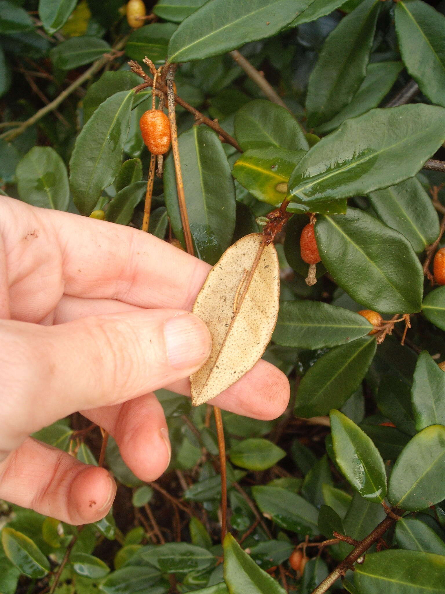 Image of Elaeagnus reflexa E. Morr. & Decne.