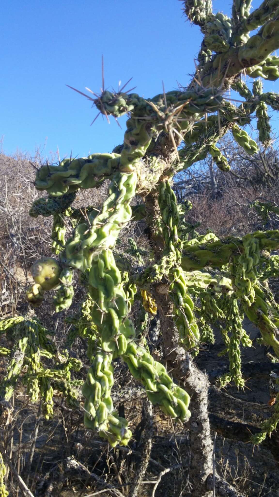 Image of Cylindropuntia cholla (F. A. C. Weber) F. M. Knuth