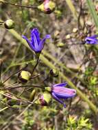 Image of Agrostocrinum hirsutum (Lindl.) Keighery