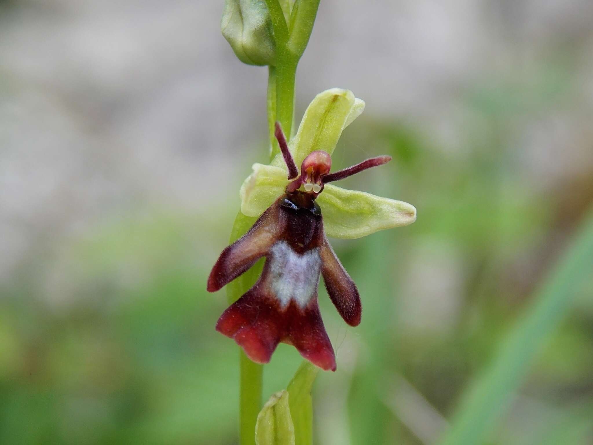 Слика од Ophrys insectifera subsp. insectifera