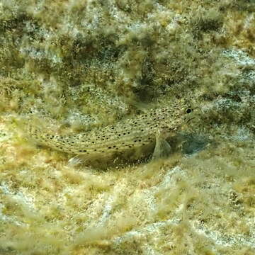 Image of Goldman&#39;s goby