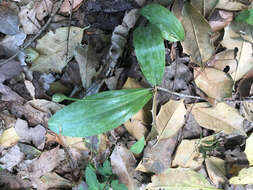 Image of dogtooth violet