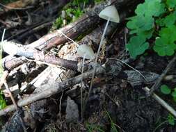 Слика од Mycena metata (Secr. ex Fr.) P. Kumm. 1871