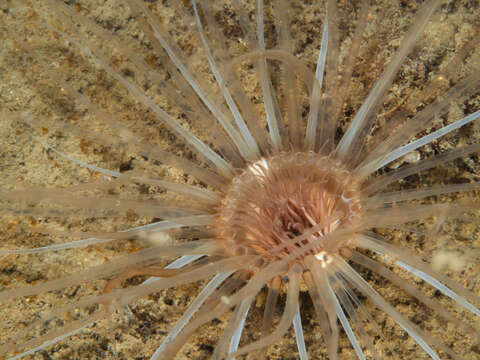 Image of Cerianthus lloydii Gosse 1859