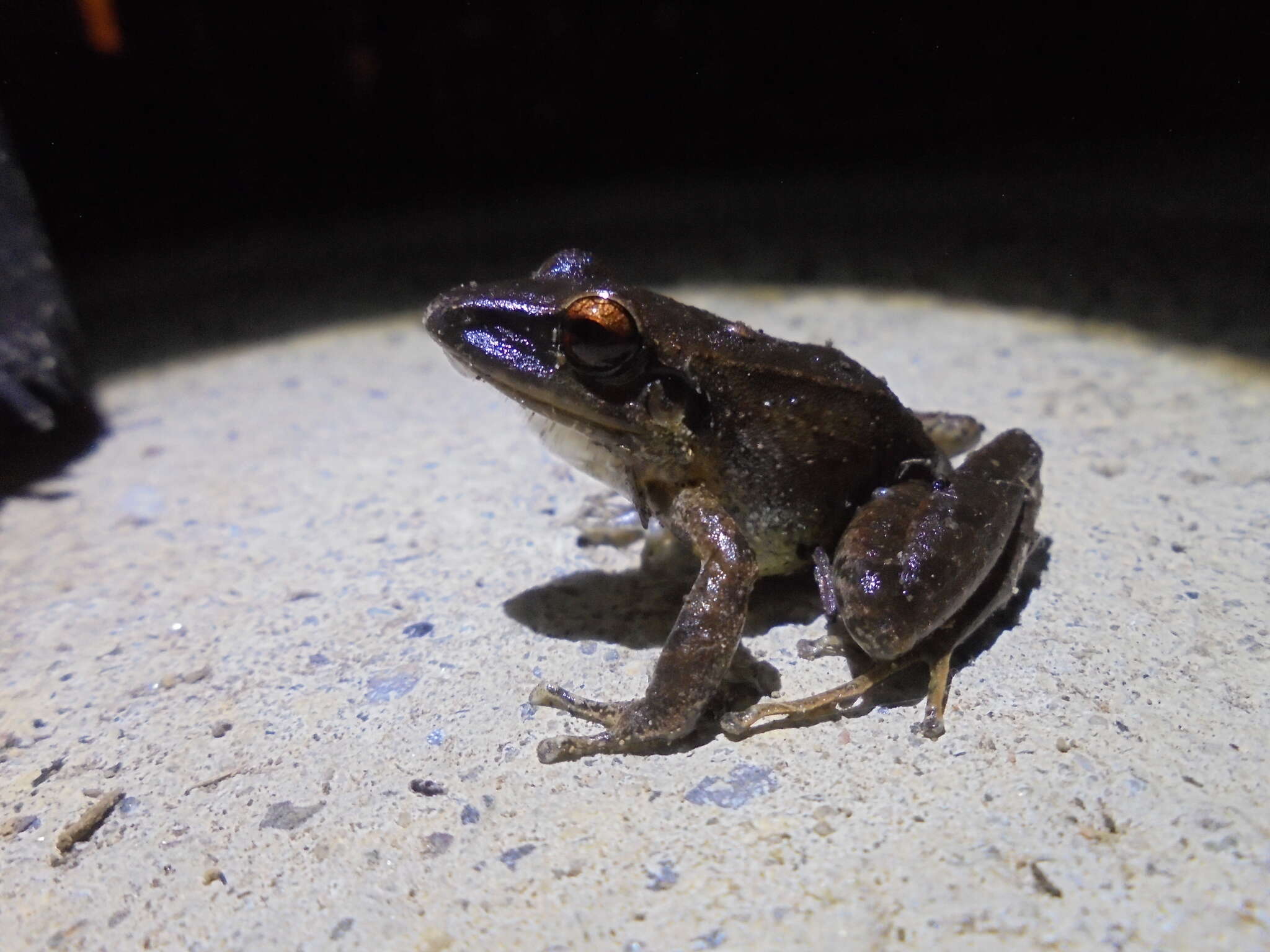 Pristimantis thectopternus (Lynch 1975)的圖片