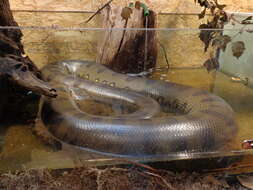 Image of Green anaconda