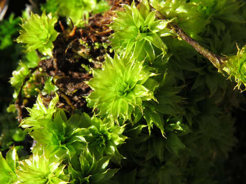 Image of Ontario rhodobryum moss