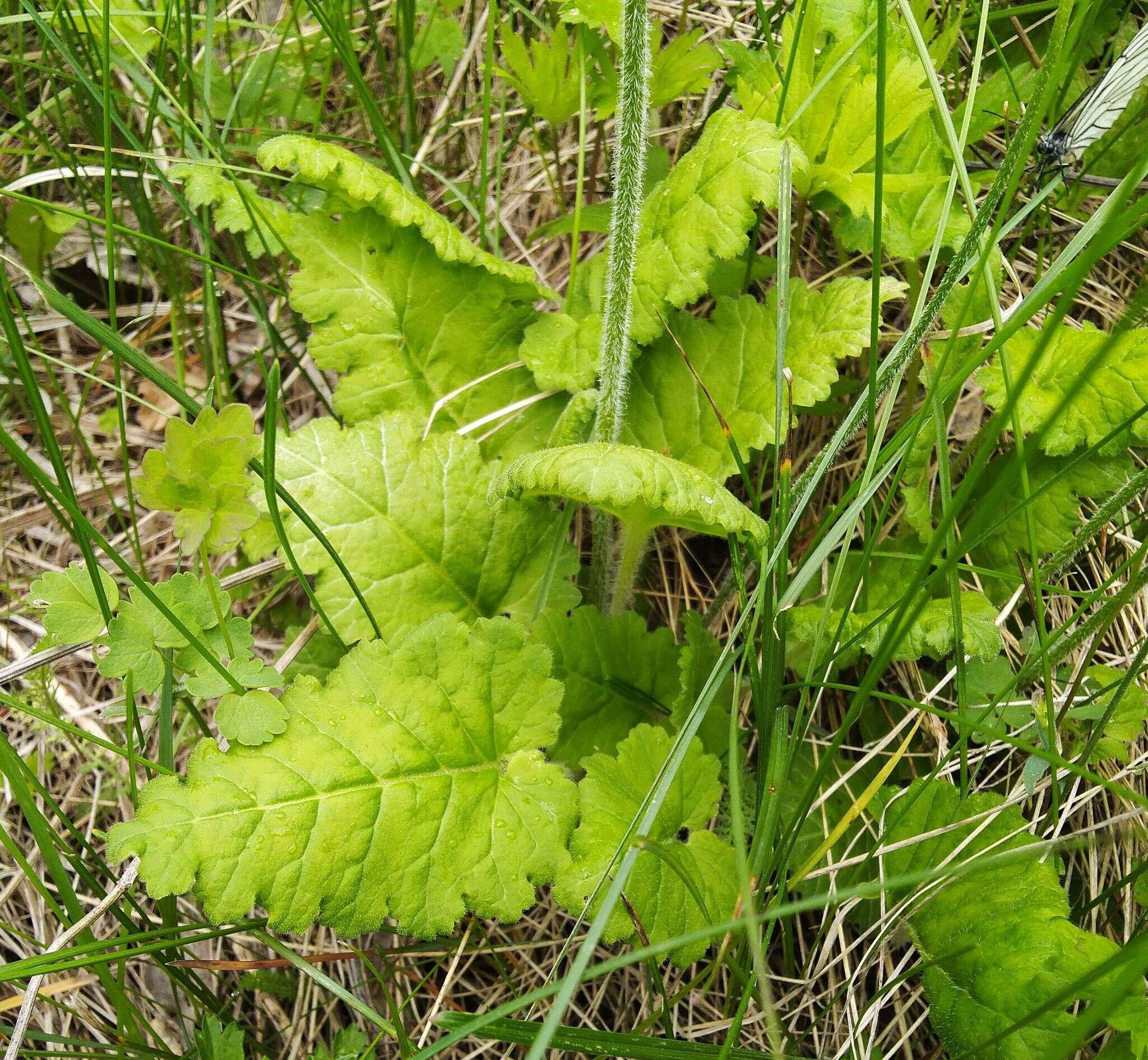 Image of Siberian Primrose