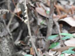 Image de Zeuxine gracilis (Breda) Blume