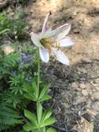 Image of Cascade lily