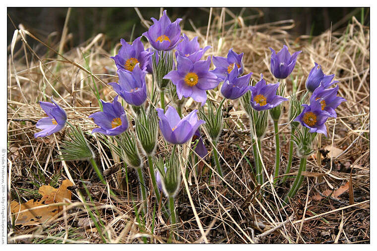 Image of Eastern Pasque Flower